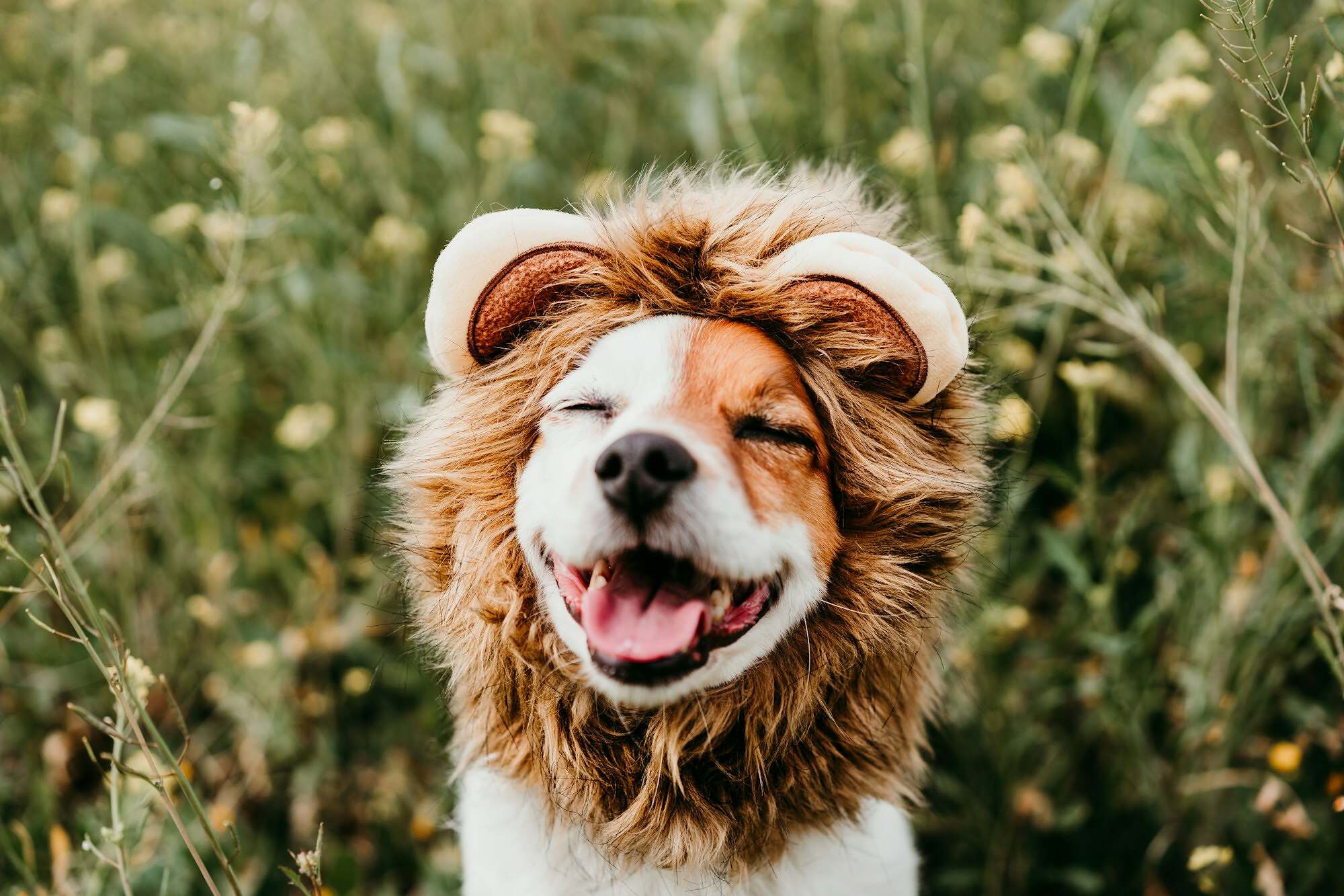 cute jack russell dog wearing lion costume on head. Happy dog in nature yellow flowers meadow