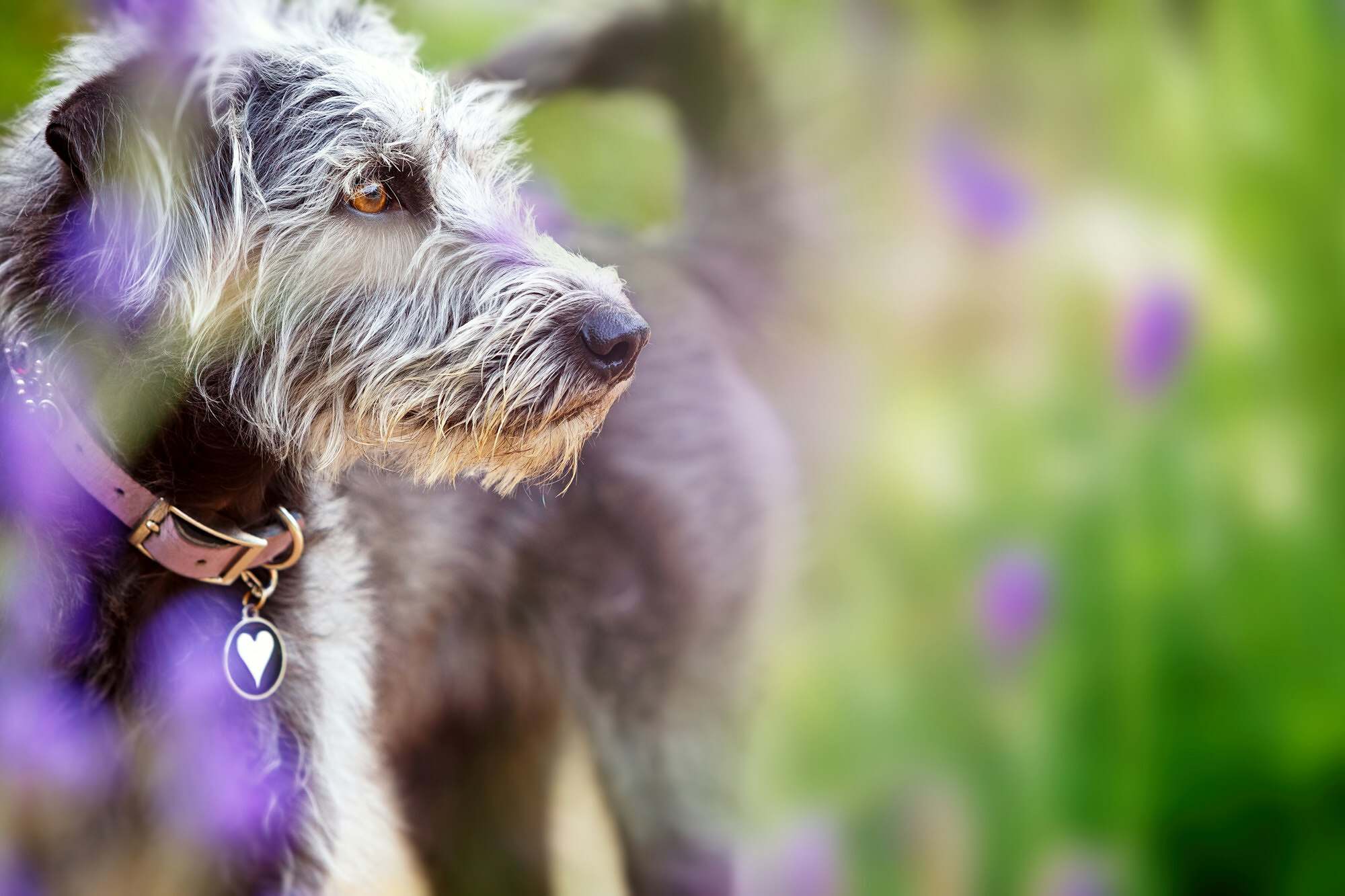 Dog in Spring Lavender Flowers