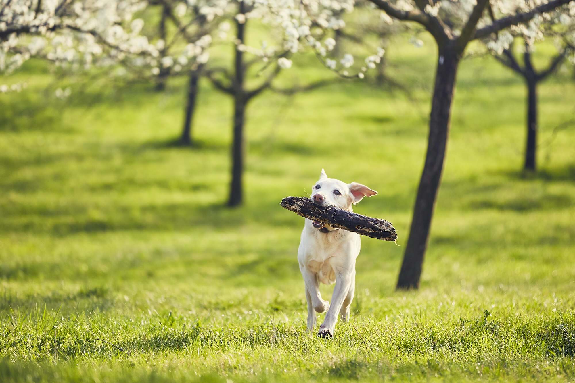Dog is in spring nature