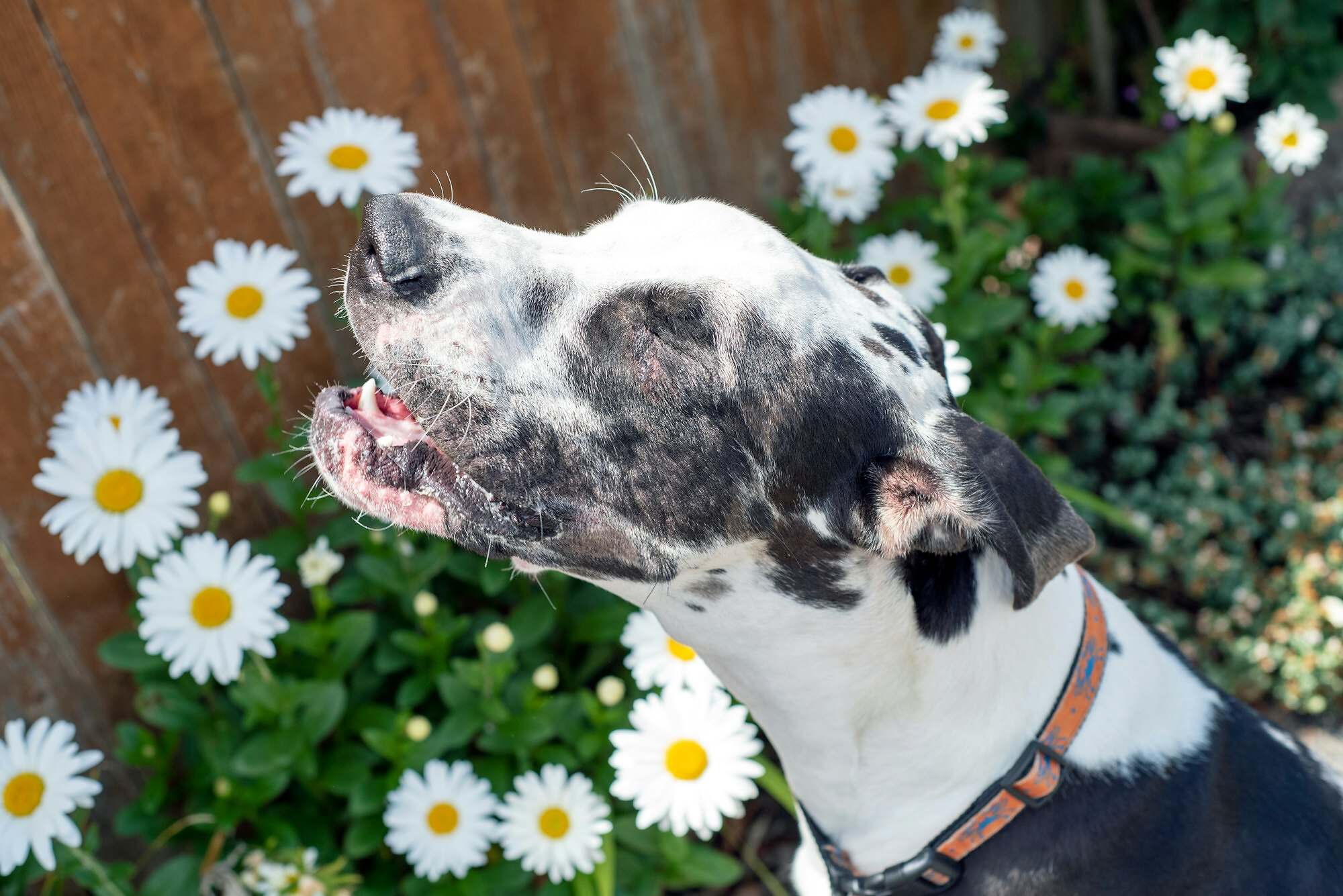 Sneezing dog in spring